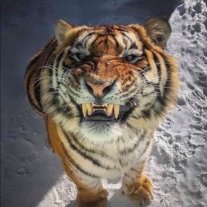 Meet your Posher, Yanitza